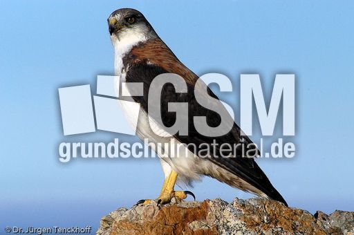 Rotrückenbussard (19 von 19).jpg